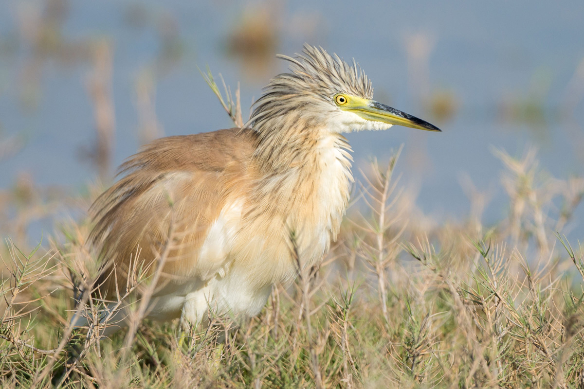 Squacco Heron