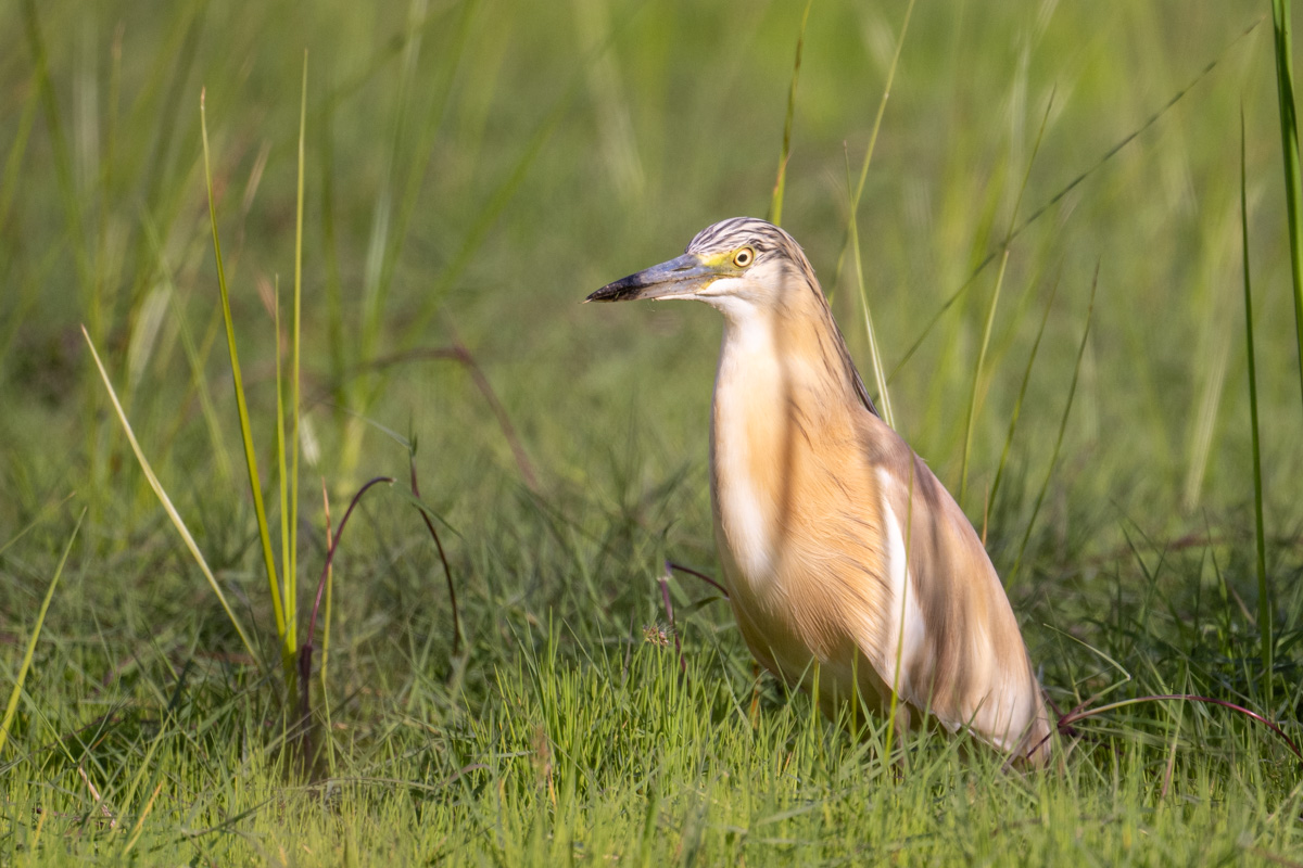 Squacco Heron