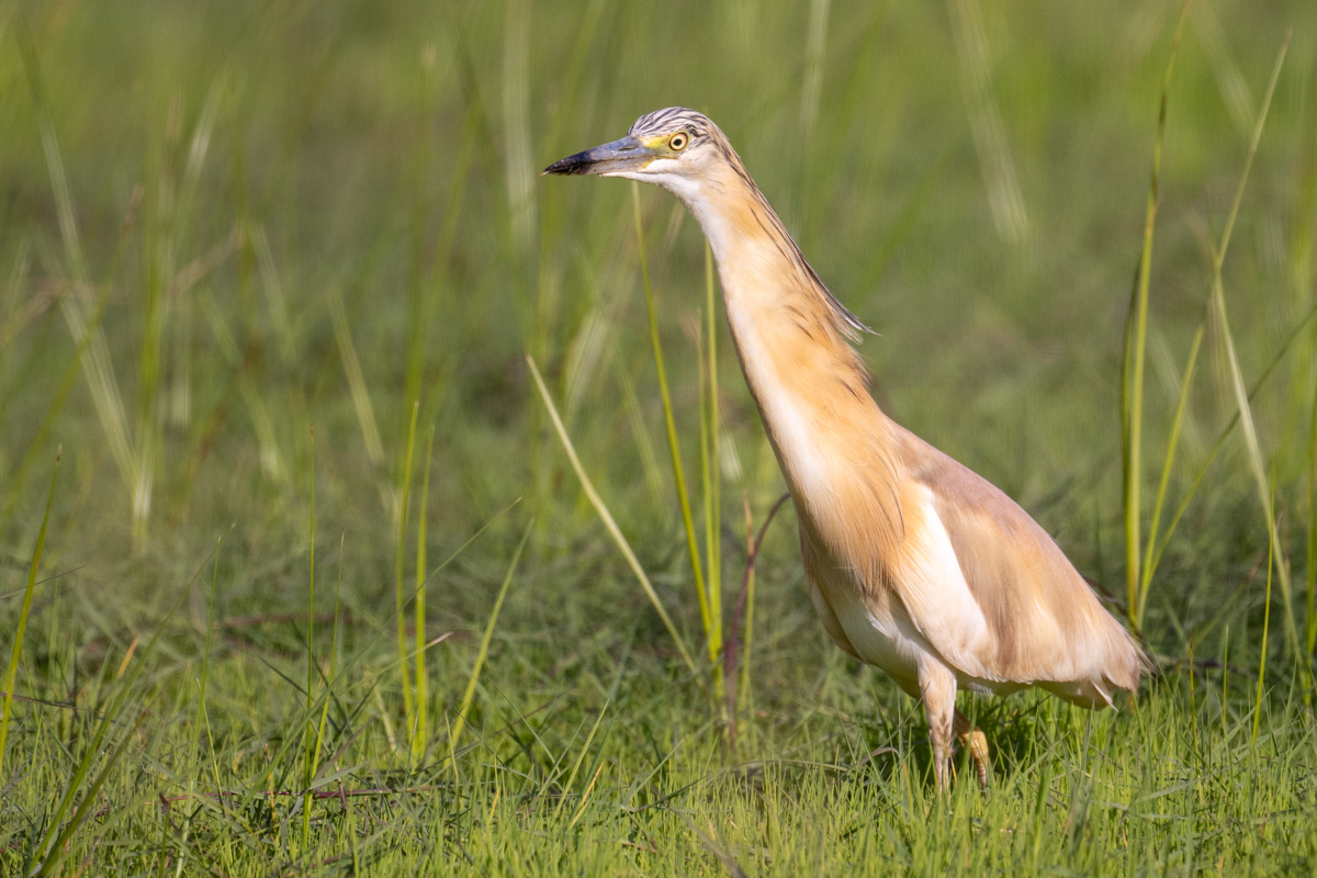 Squacco Heron