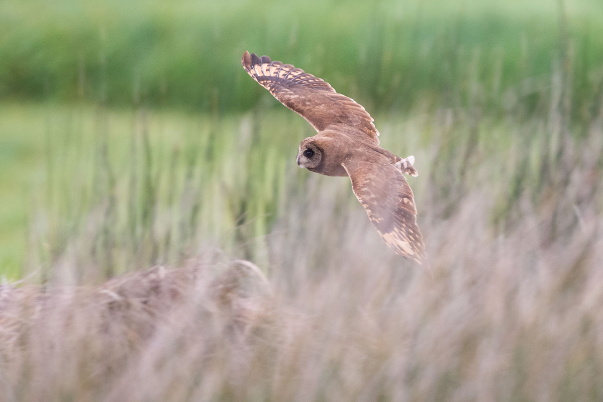 Marsh Owl