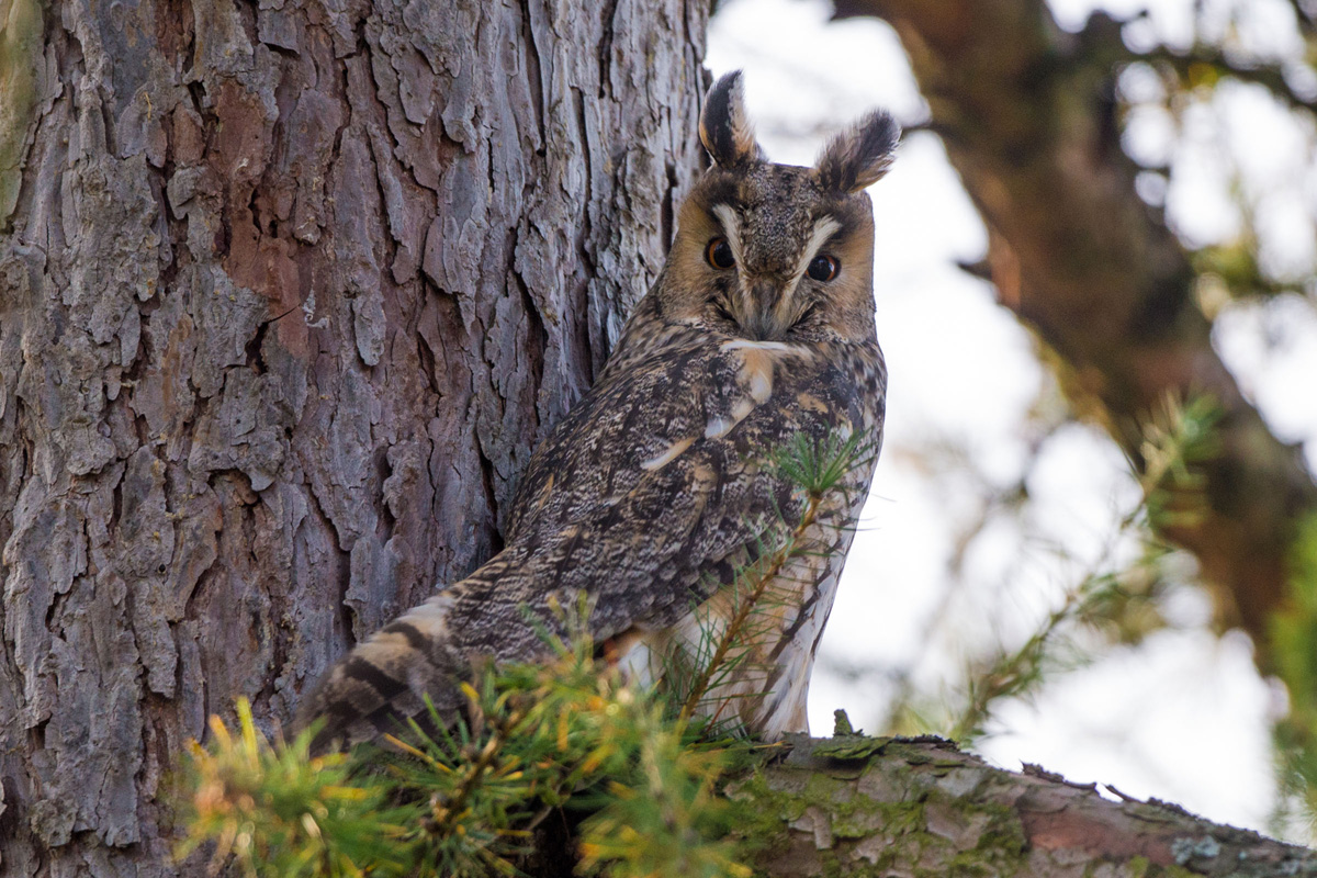 Long-eared Owl