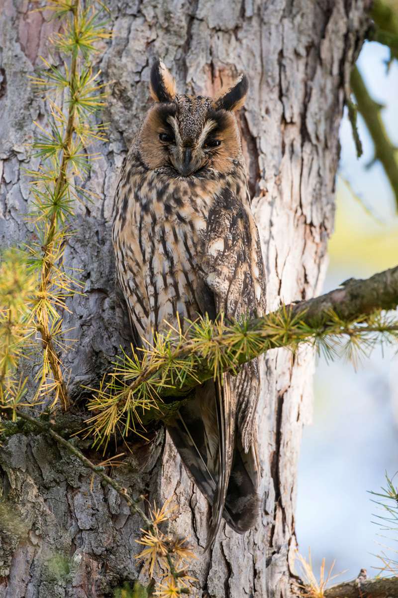 Long-eared Owl