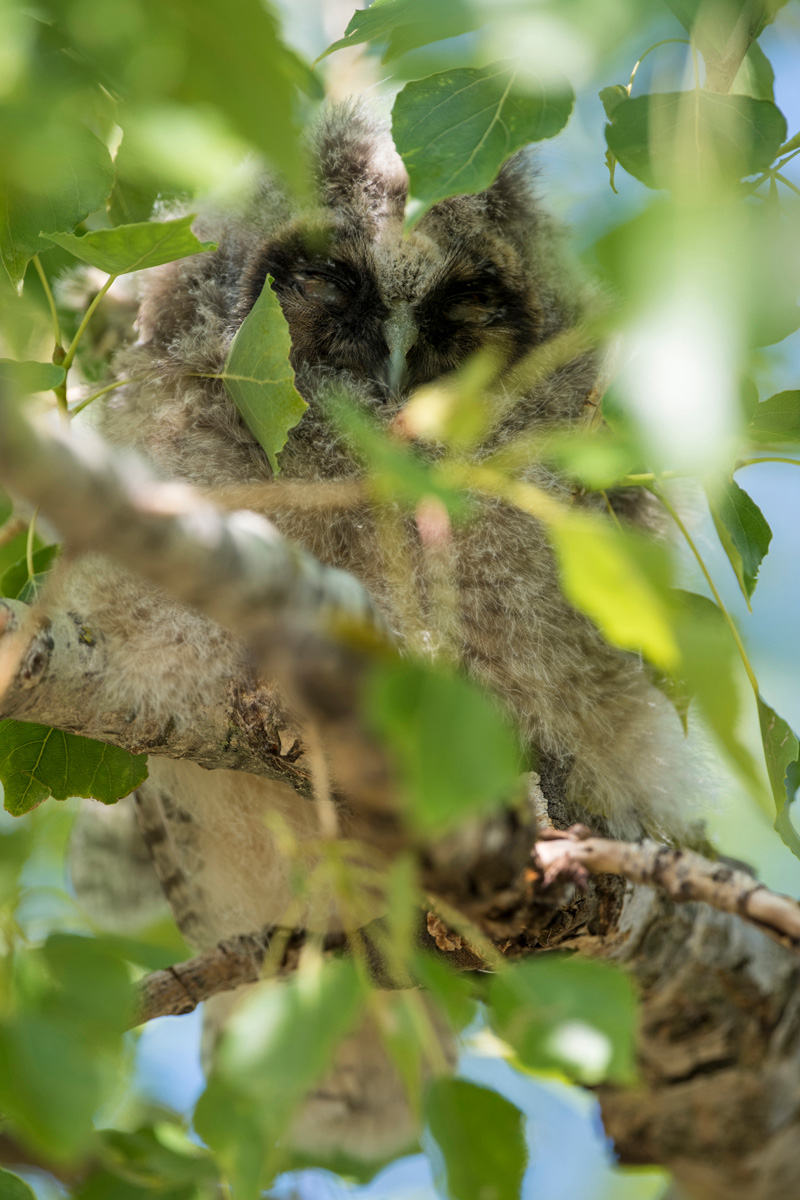 Long-eared Owl