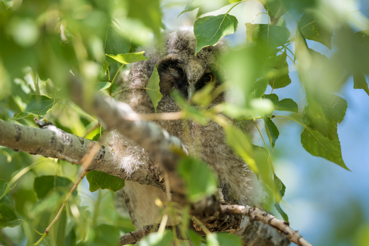 Long-eared Owl