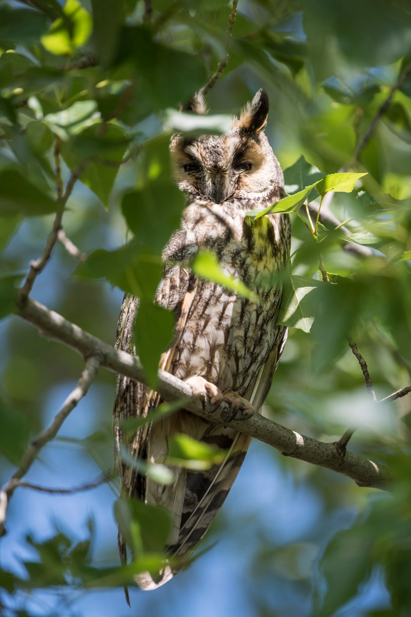 Long-eared Owl