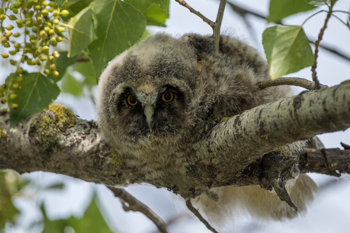 Long-eared Owl