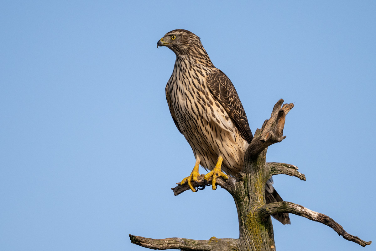 Eurasian Goshawk