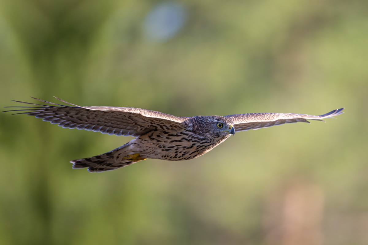 Eurasian Goshawk