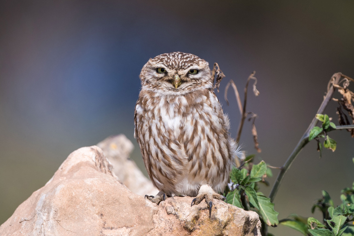 Little Owl