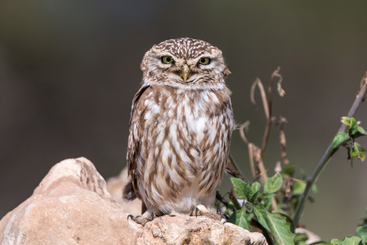 Little Owl