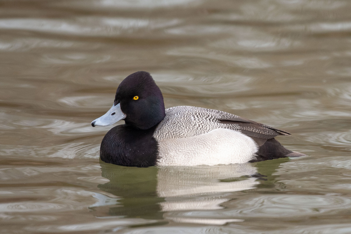 Lesser Scaup