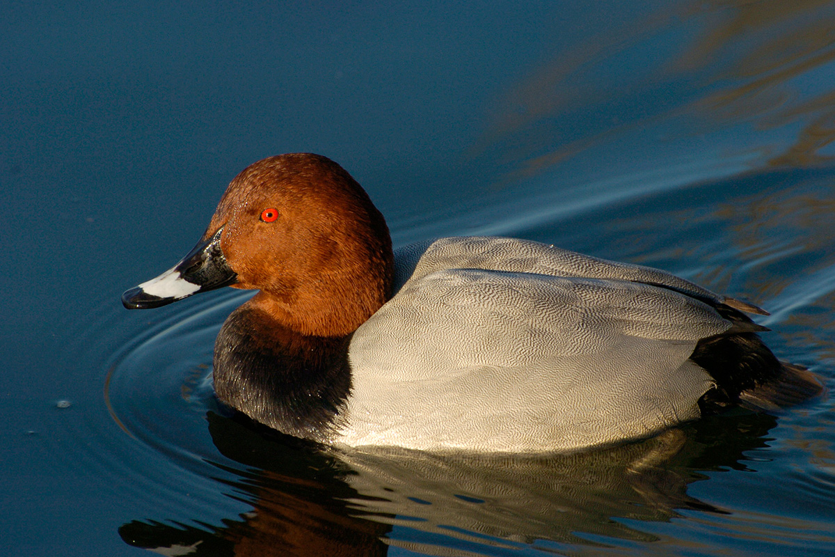 Common Pochard