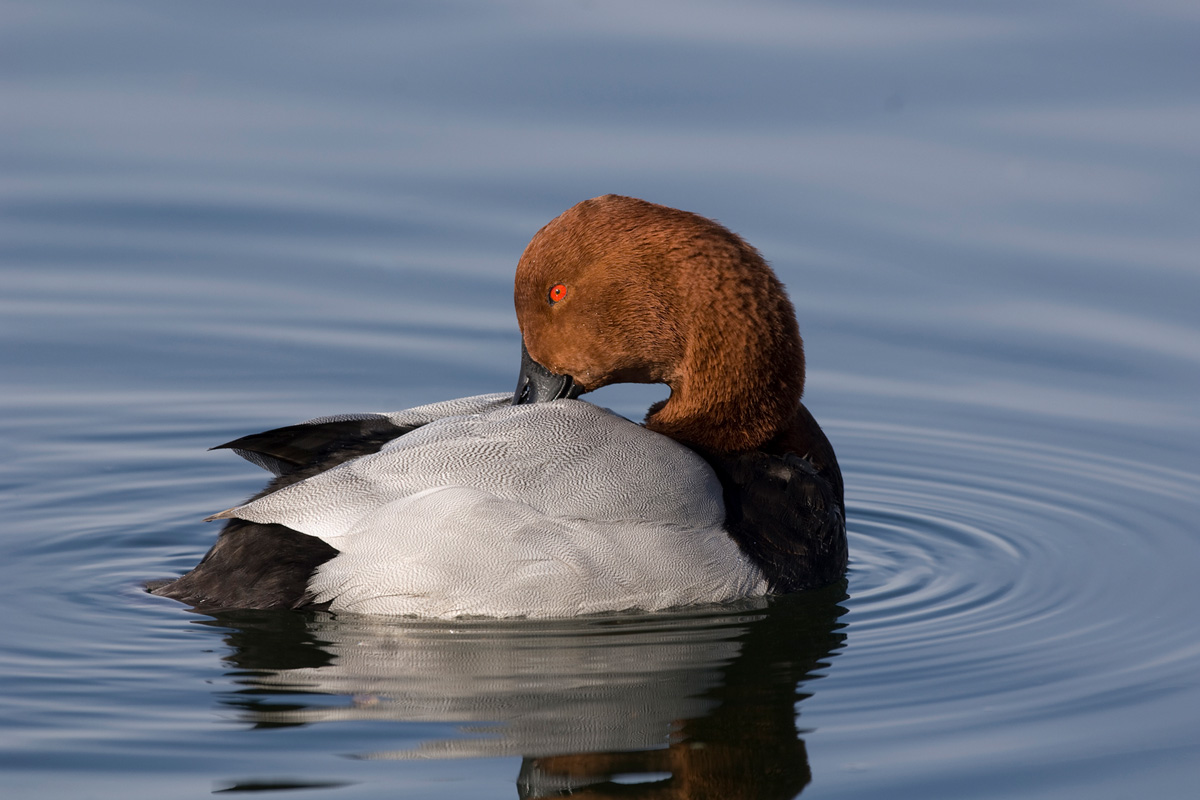 Common Pochard