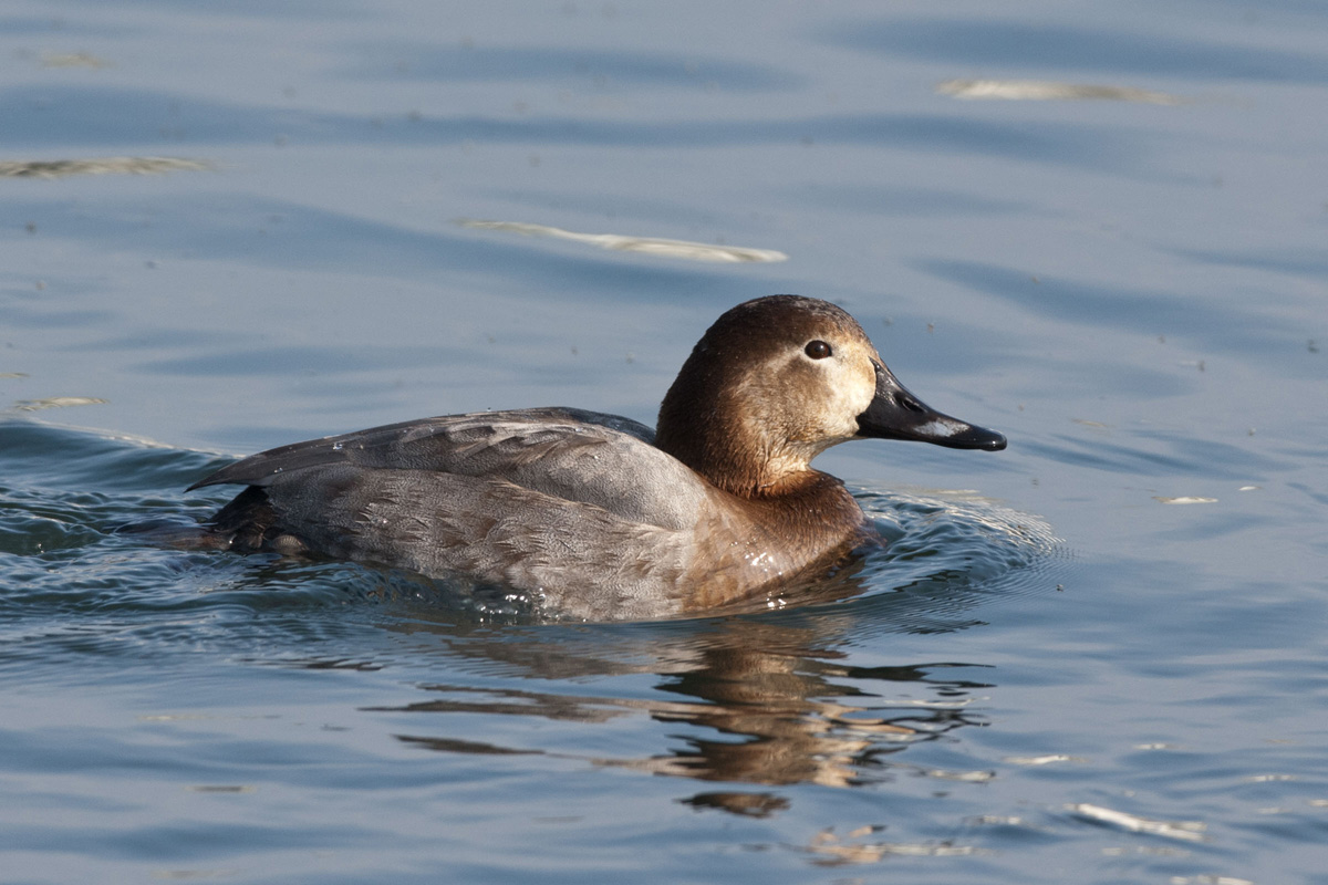 Common Pochard