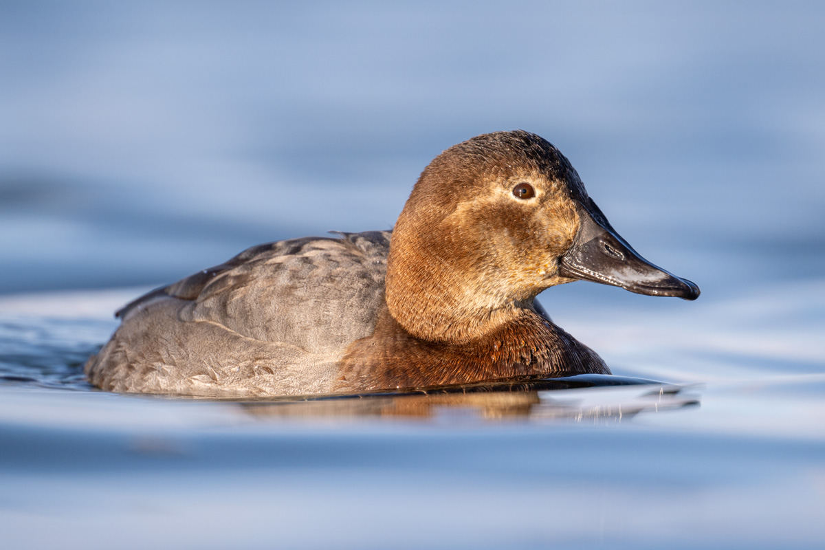 Common Pochard