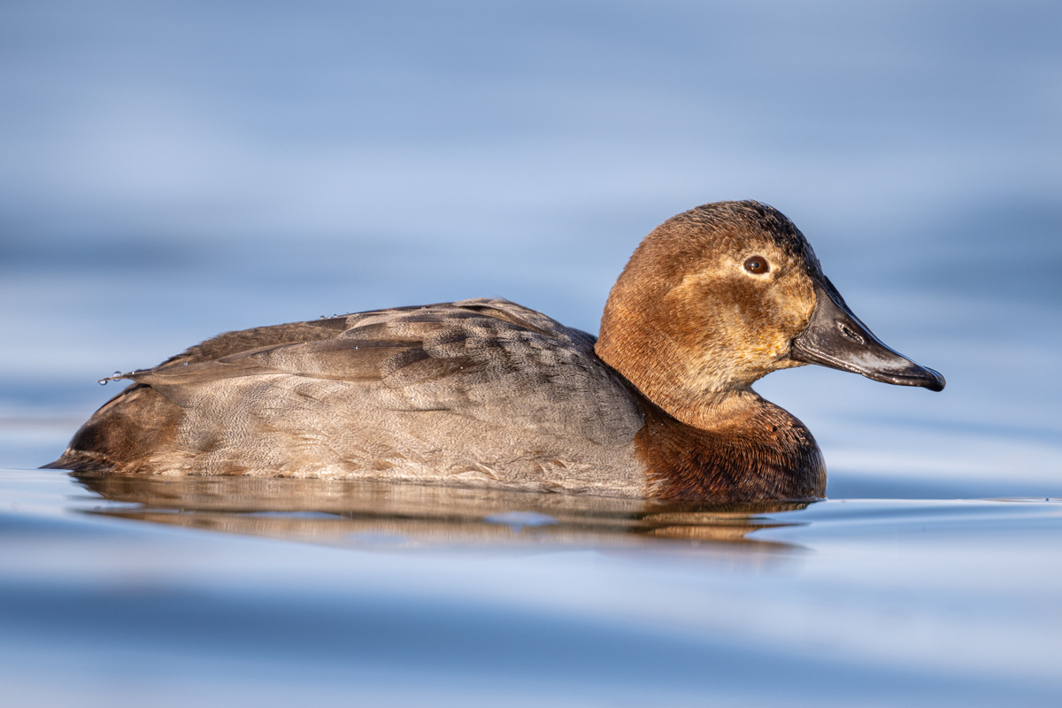 Common Pochard