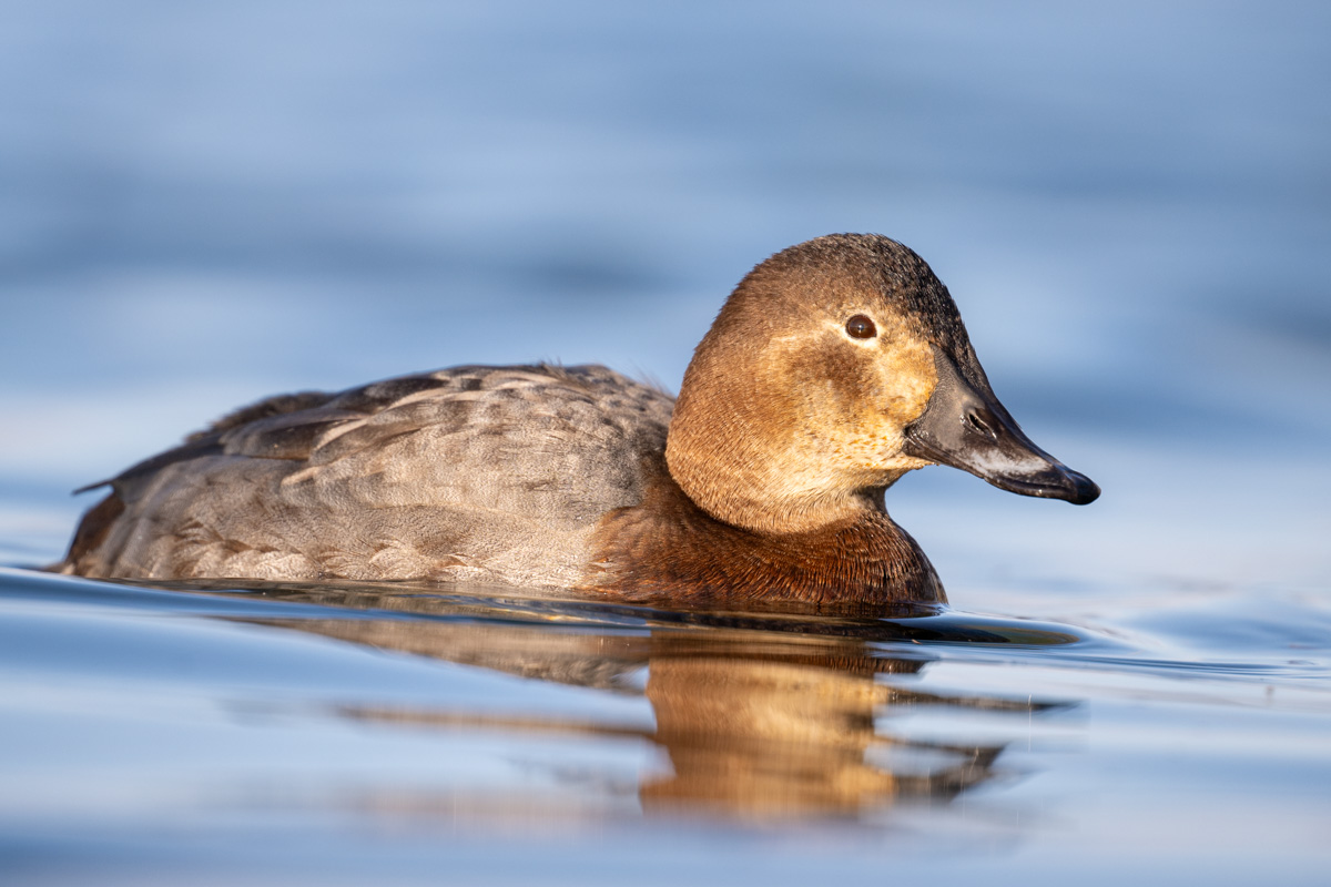 Common Pochard