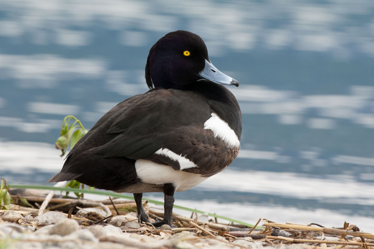 Tufted Duck