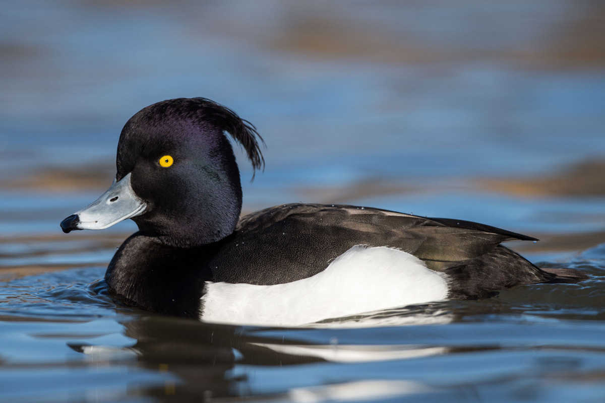 Tufted Duck