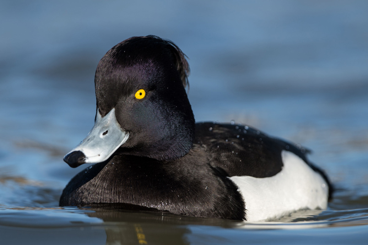 Tufted Duck