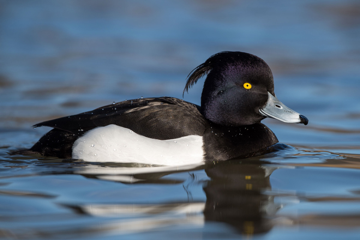 Tufted Duck