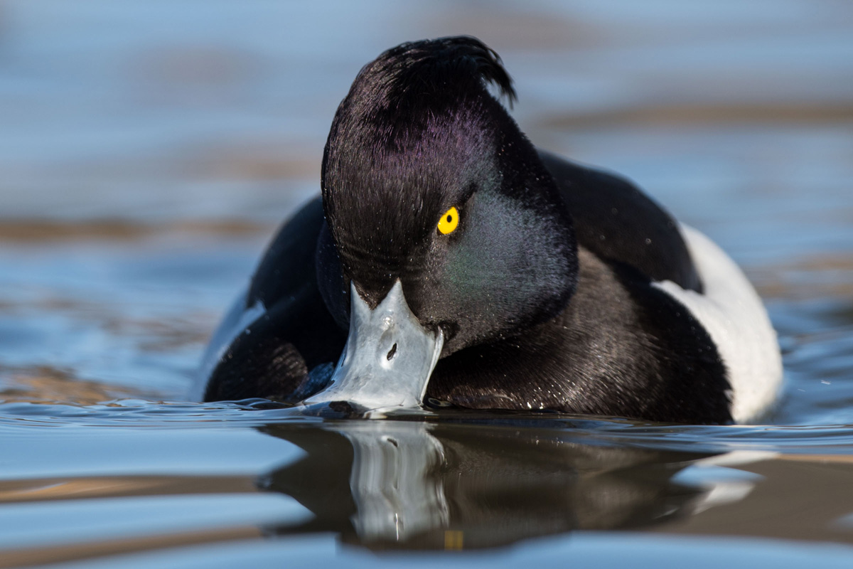 Tufted Duck