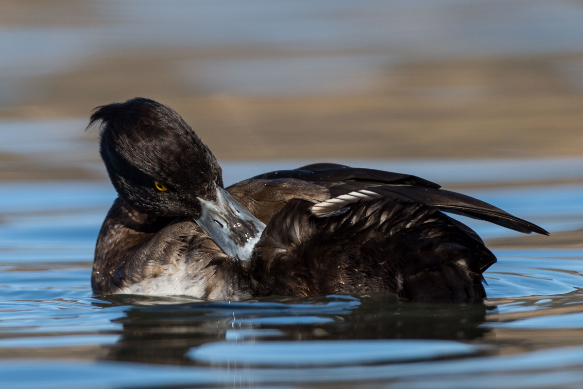 Tufted Duck