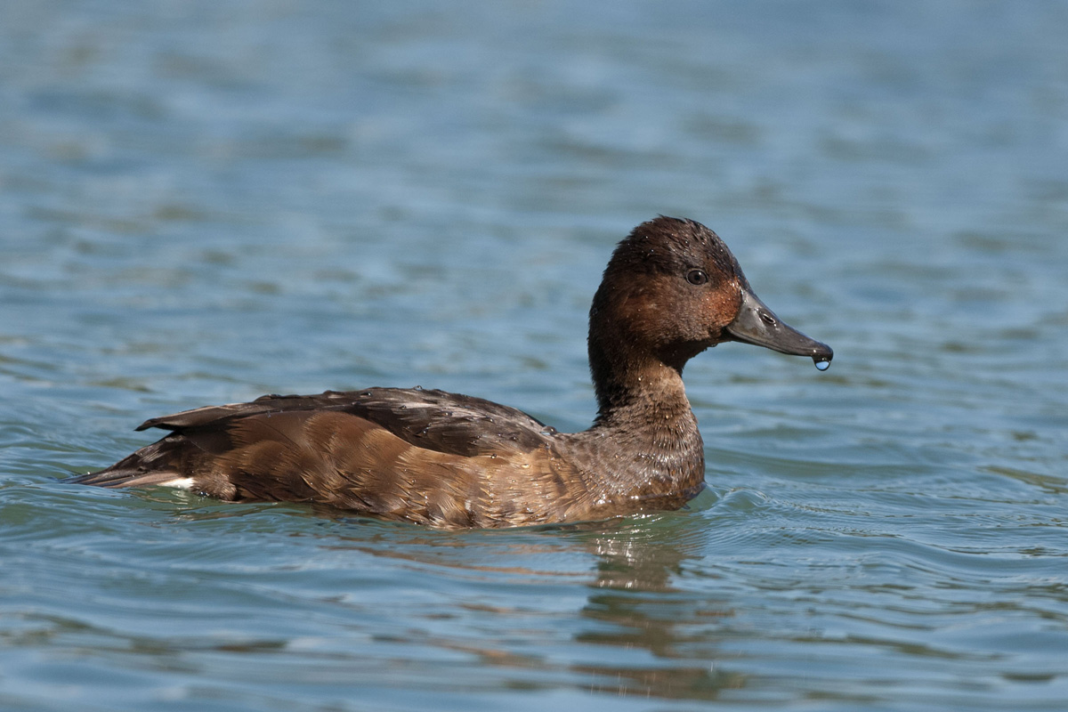 Ferruginous Duck