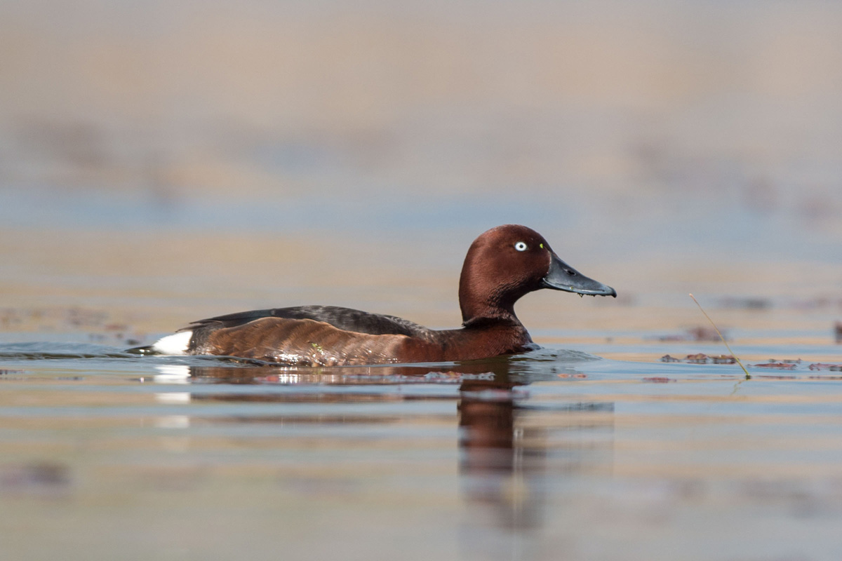 Ferruginous Duck