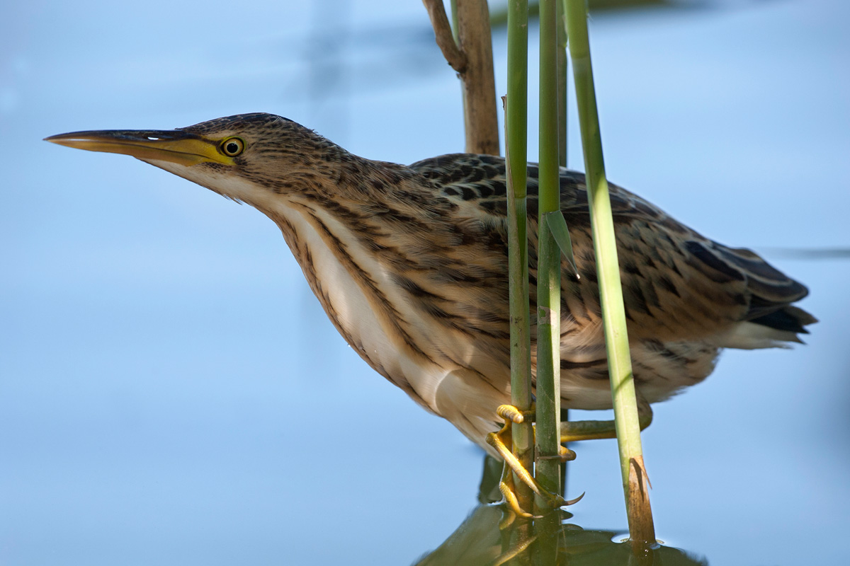 Little Bittern