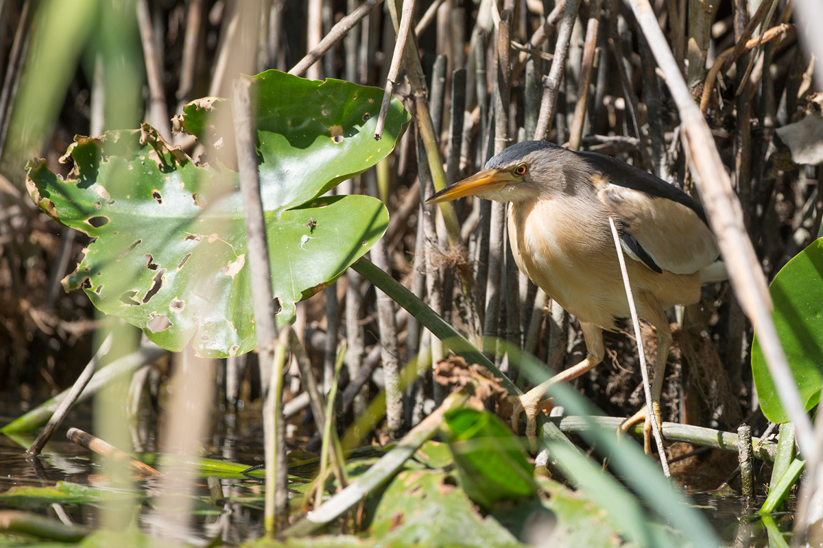 Little Bittern