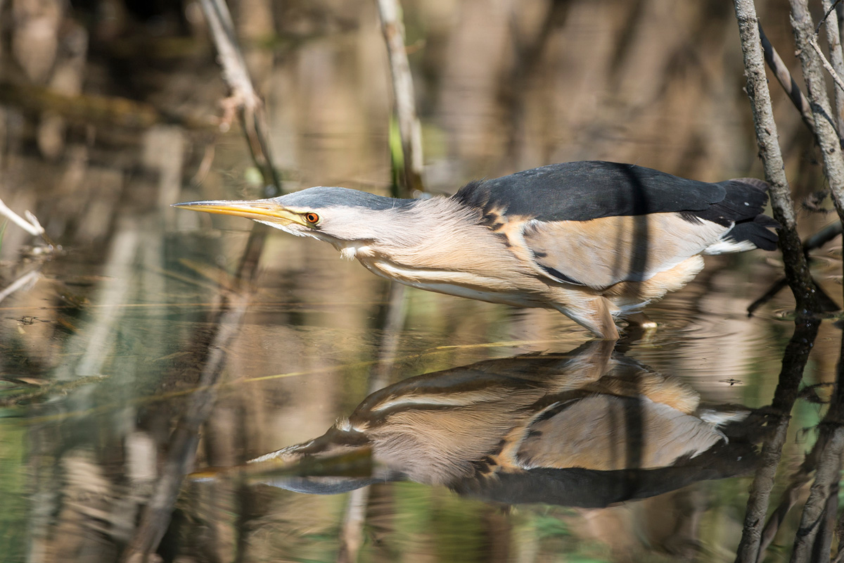 Little Bittern