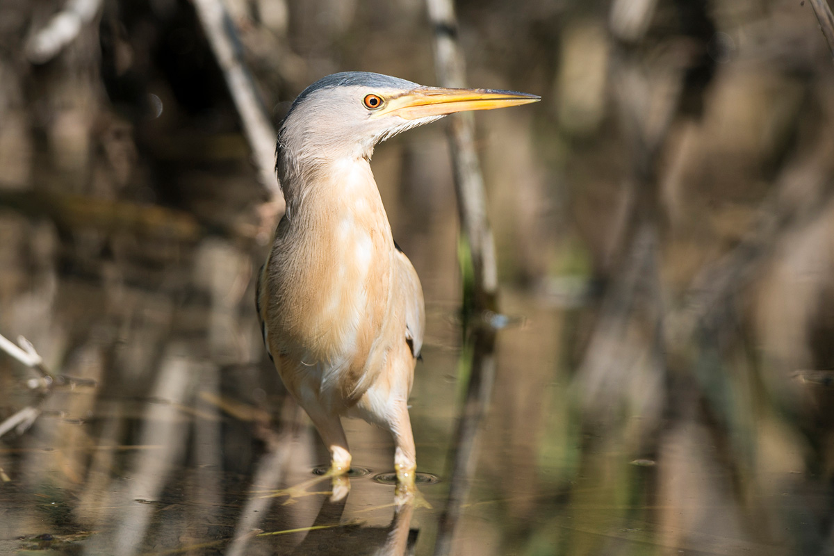 Little Bittern