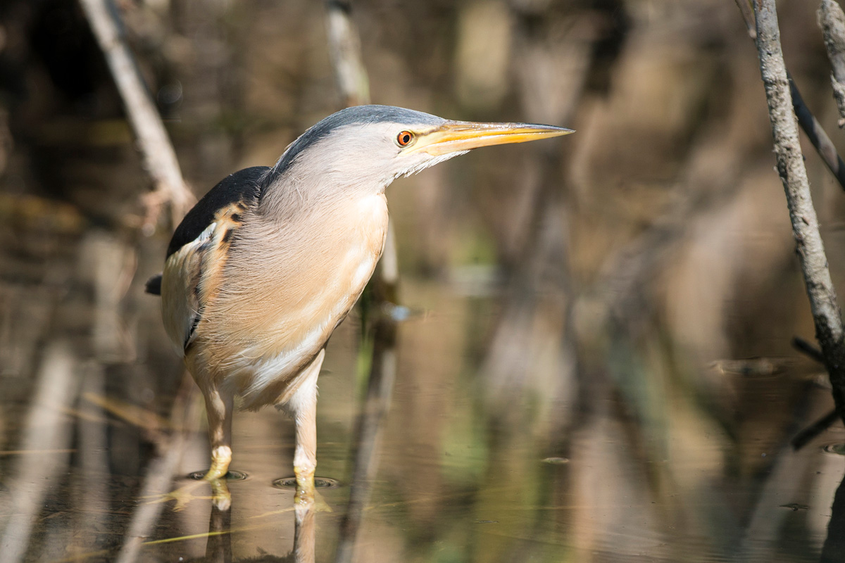 Little Bittern