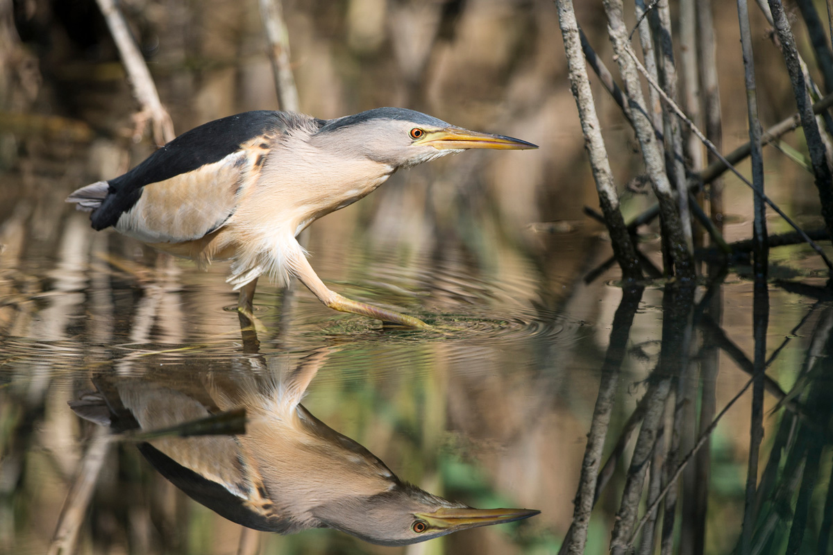 Little Bittern