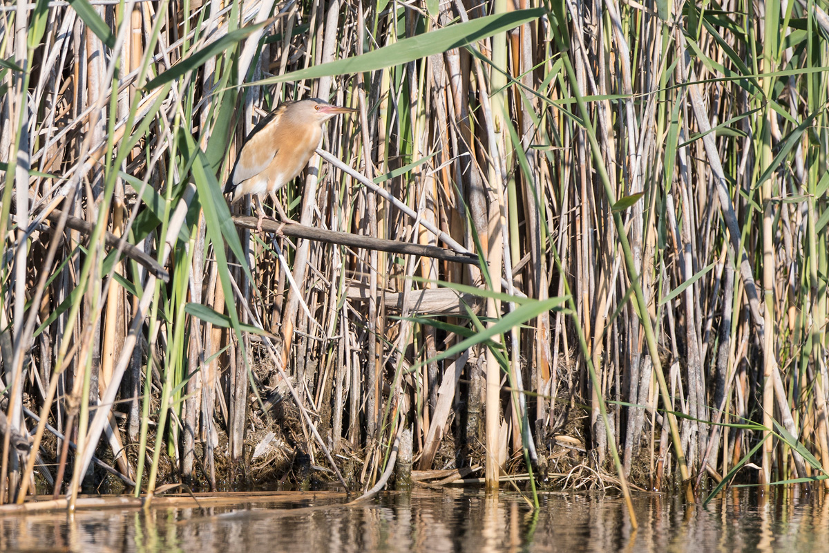 Little Bittern