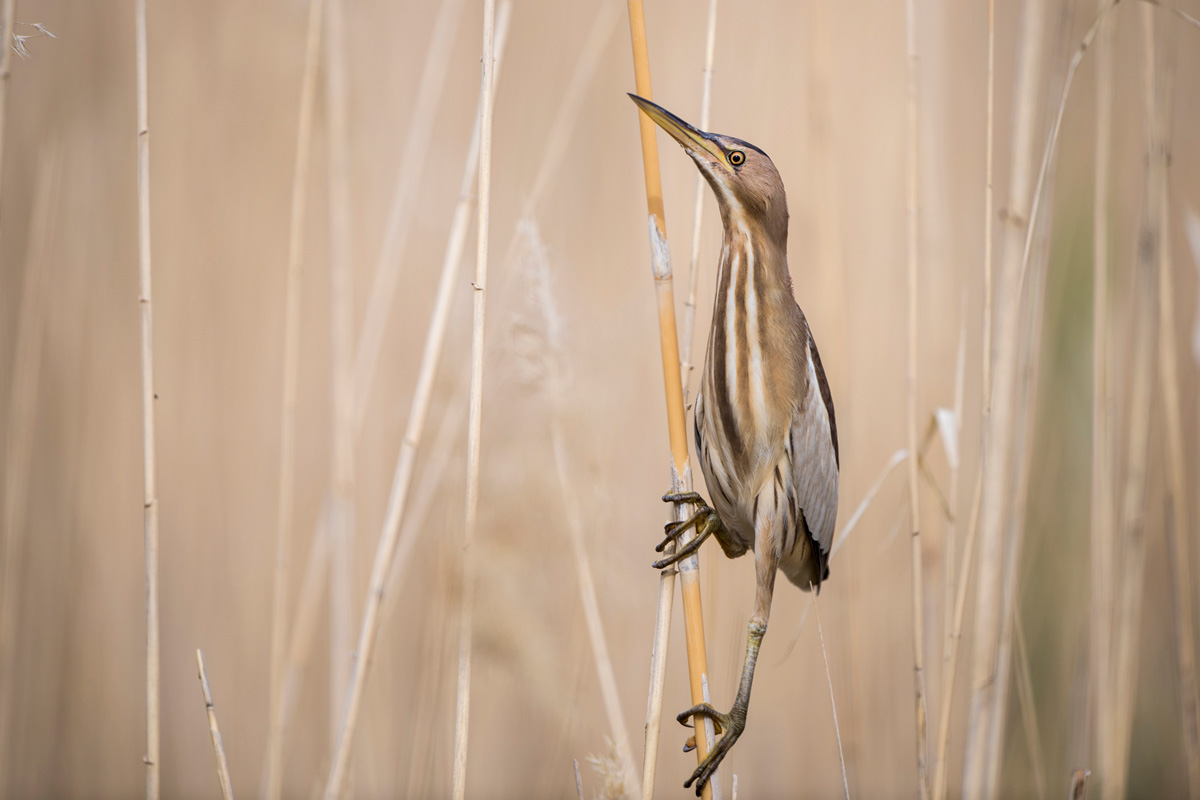 Little Bittern