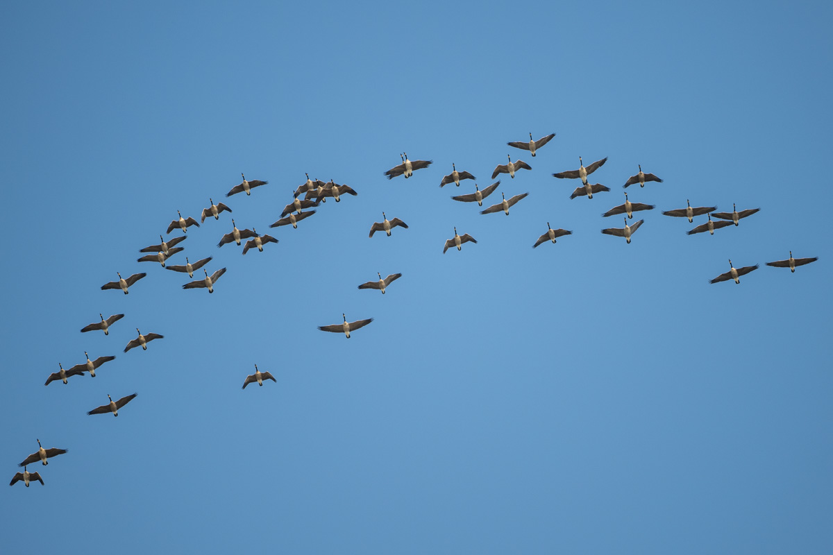 Canada Goose