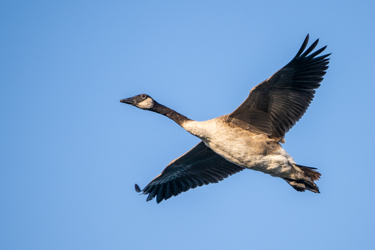 Canada Goose