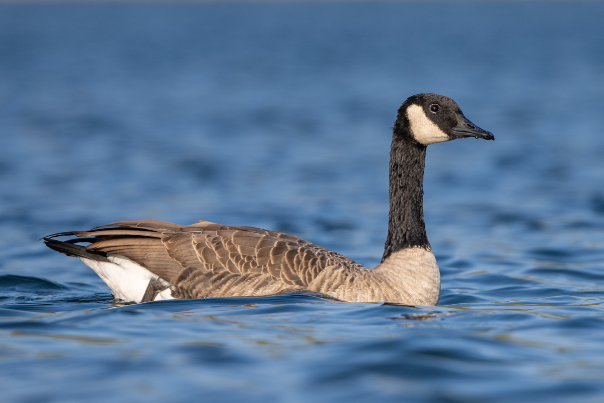 Canada Goose