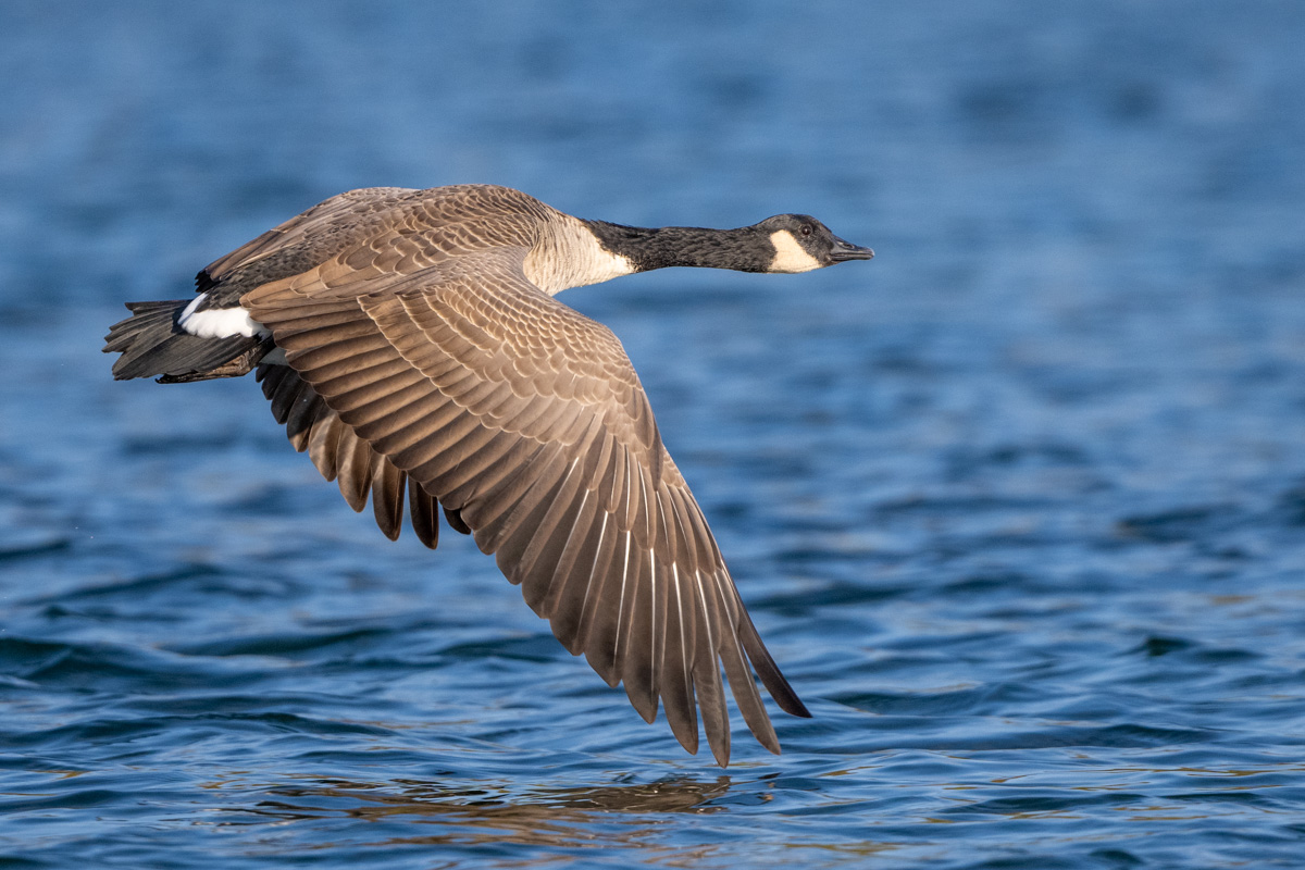 Canada Goose