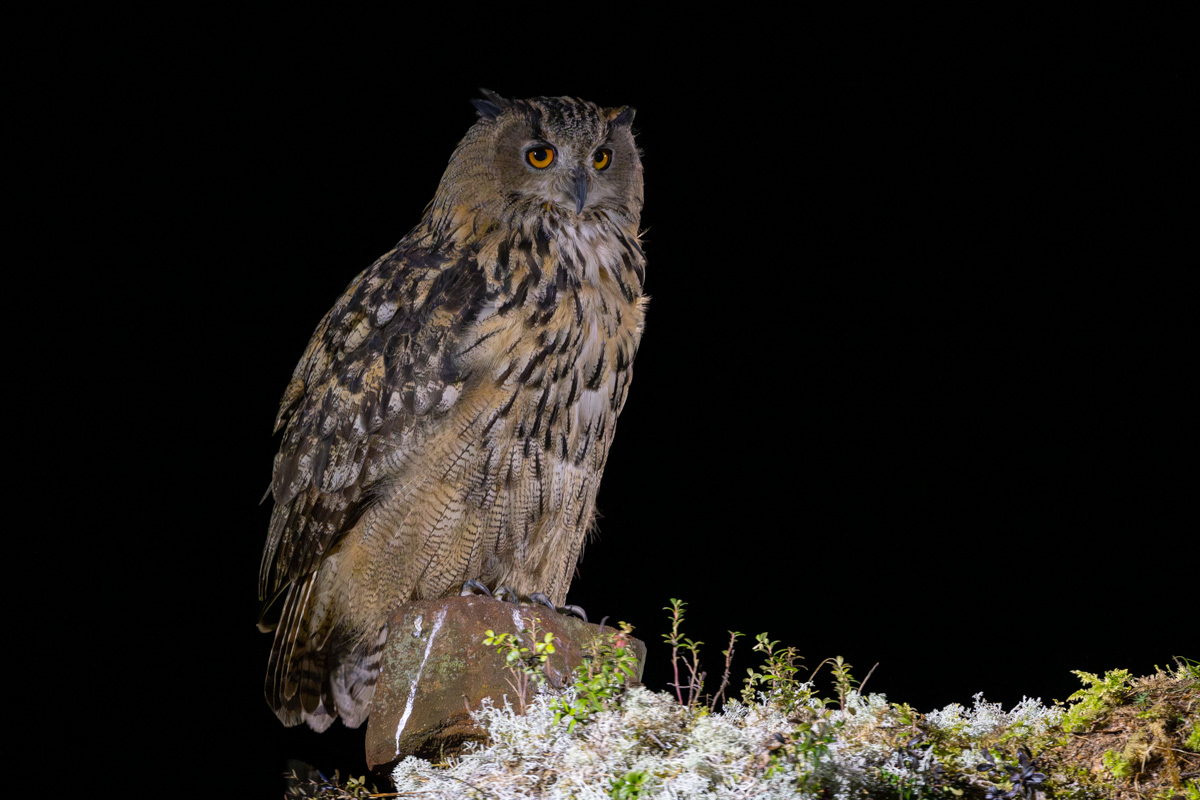 Eurasian Eagle-Owl