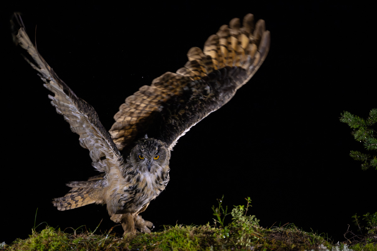 Eurasian Eagle-Owl