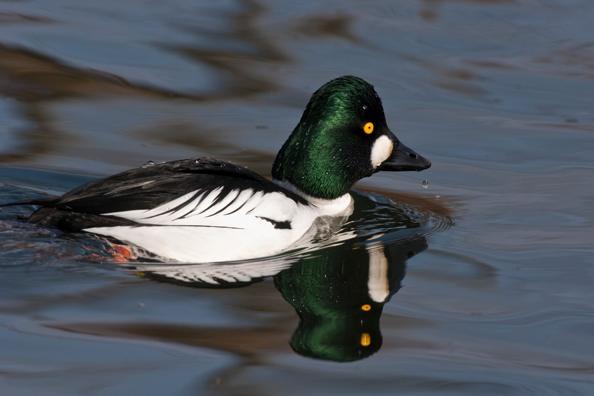 Common Goldeneye