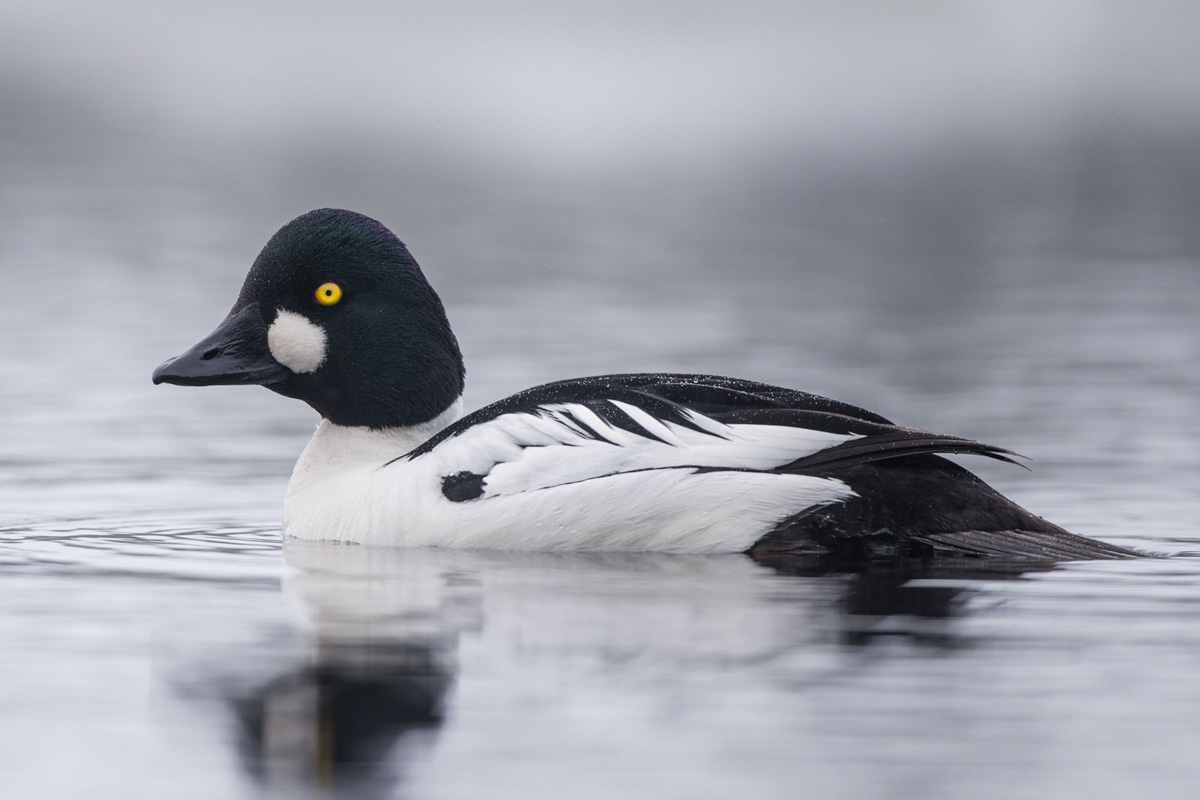 Common Goldeneye