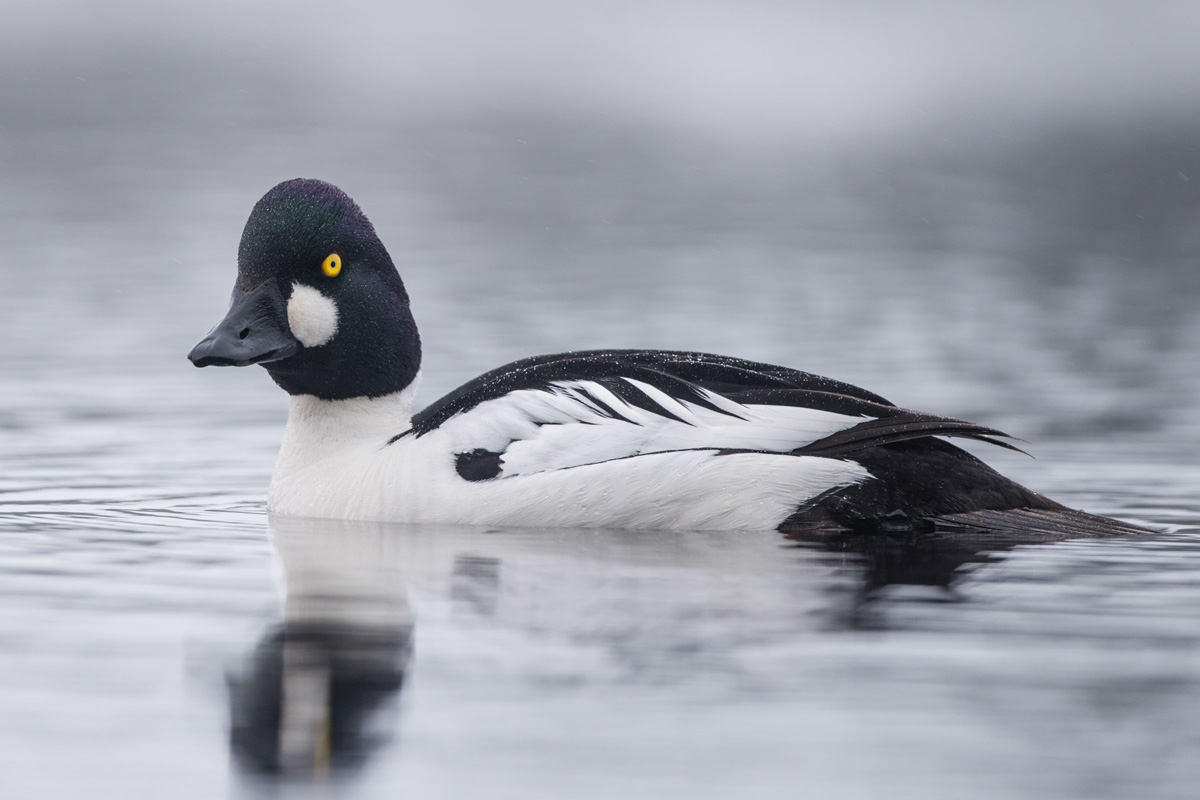 Common Goldeneye