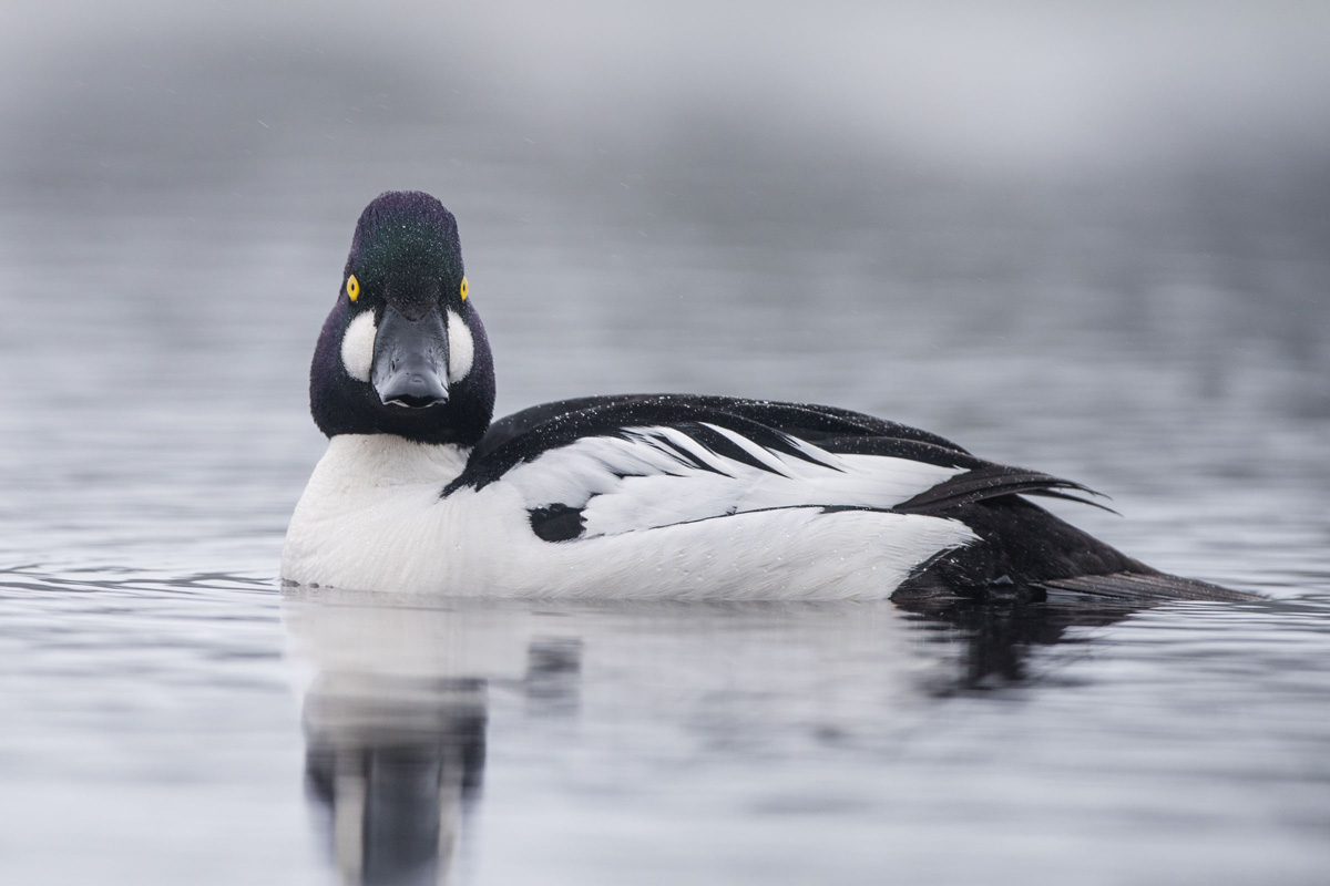 Common Goldeneye