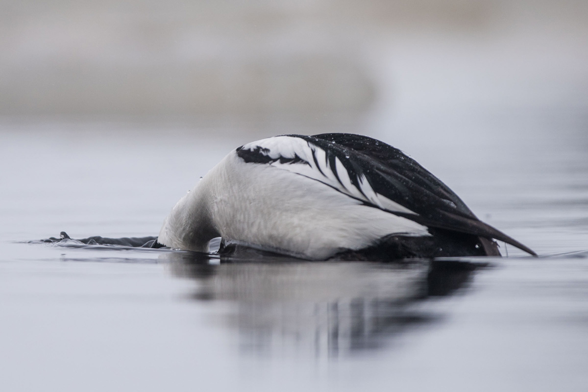 Common Goldeneye