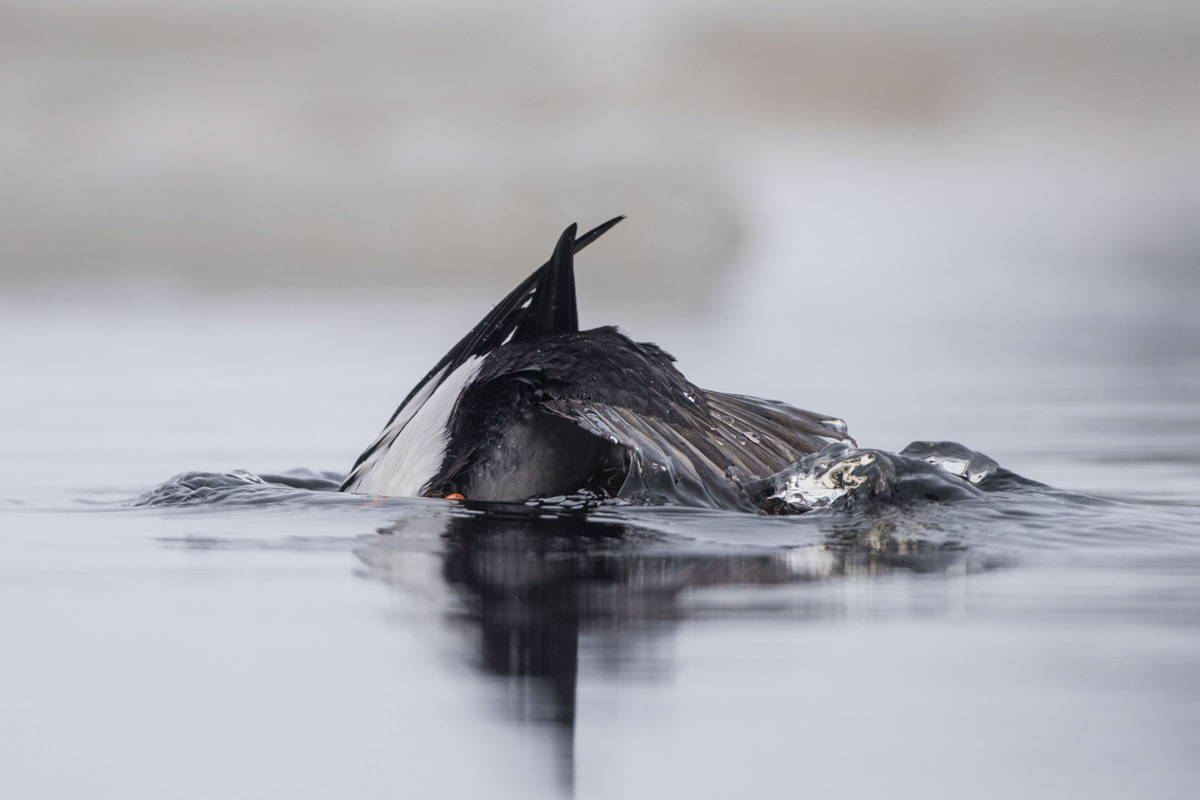 Common Goldeneye