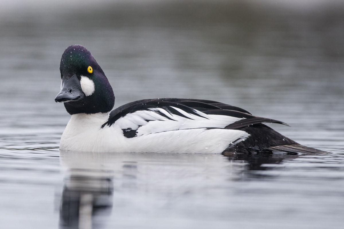 Common Goldeneye